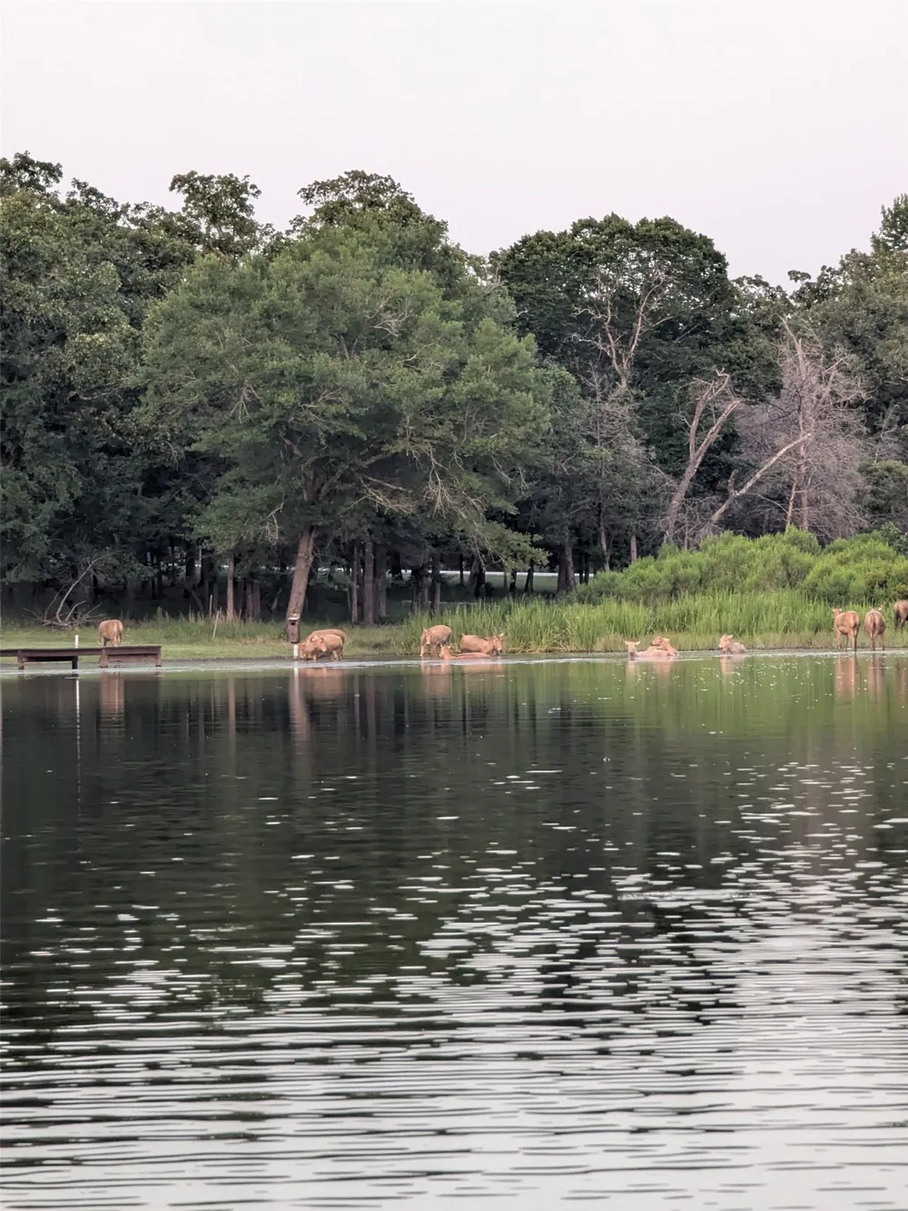 Striper Cove Larue, TX 75770