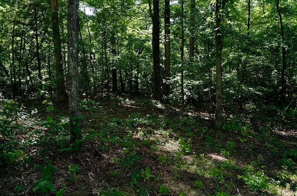0 Jeanette Holladay Rd Parsons, TN 38363