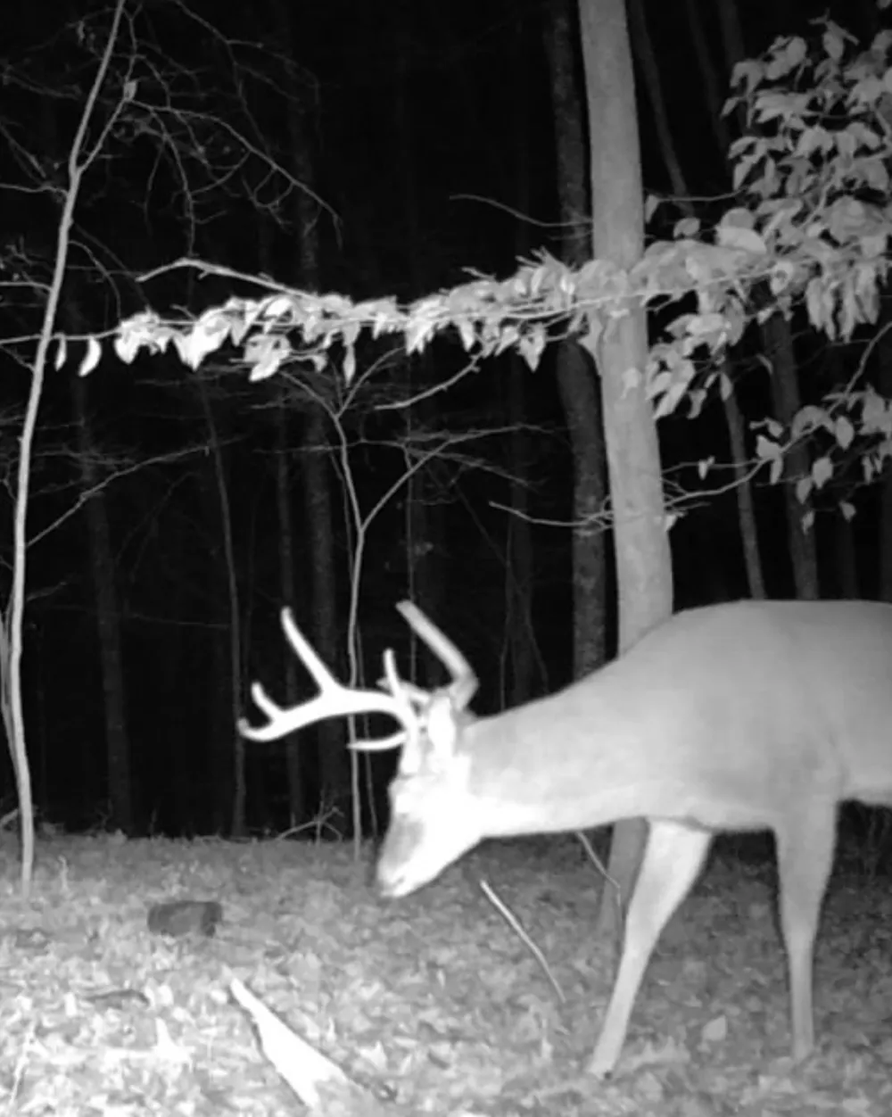 0 Jeanette Holladay Rd Parsons, TN 38363
