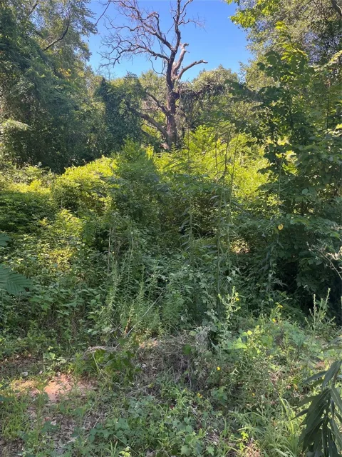 Ponderosa Drive