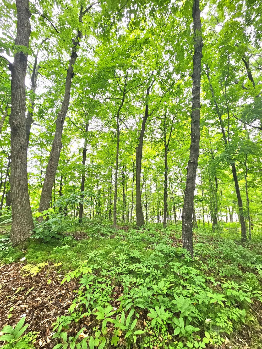 TBD East Grace Street Isle, MN 56342