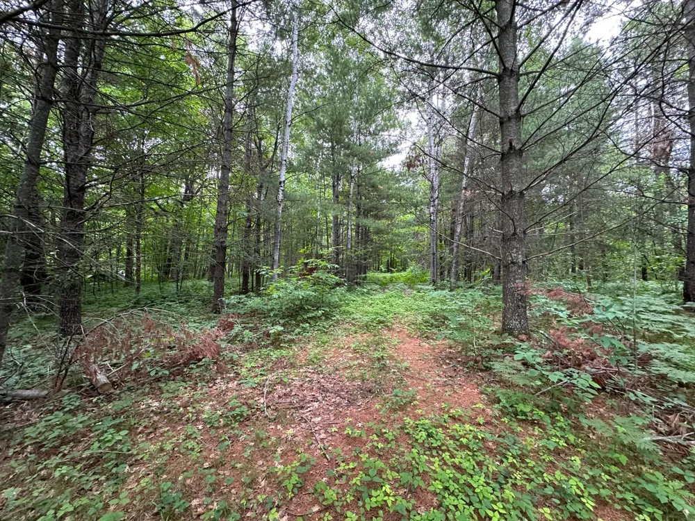 TBD 269th Avenue Laporte, MN 56461