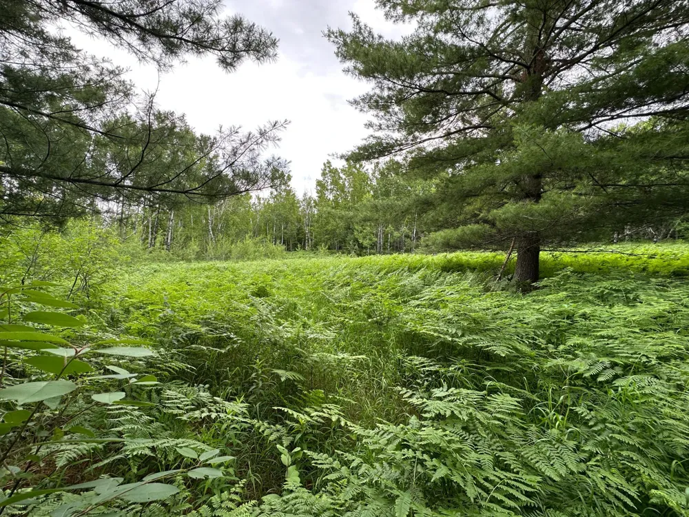 TBD 269th Avenue Laporte, MN 56461