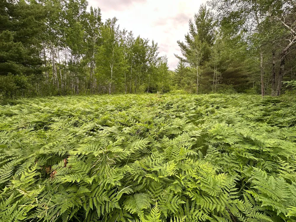 TBD 269th Avenue Laporte, MN 56461
