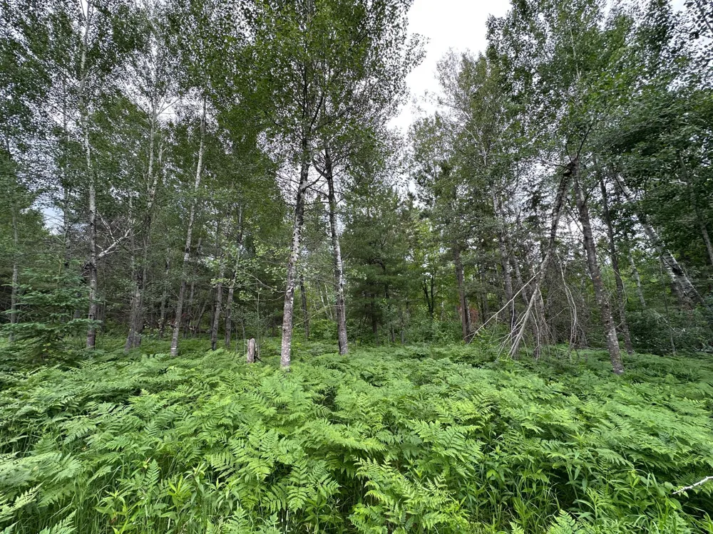 TBD 269th Avenue Laporte, MN 56461