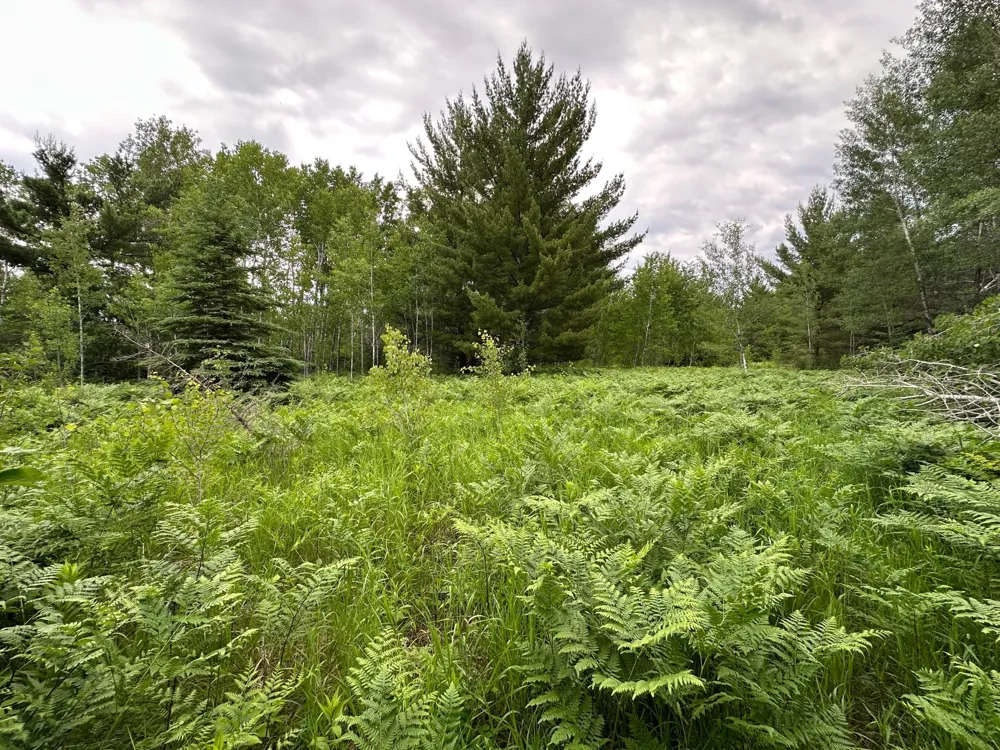 TBD 269th Avenue Laporte, MN 56461