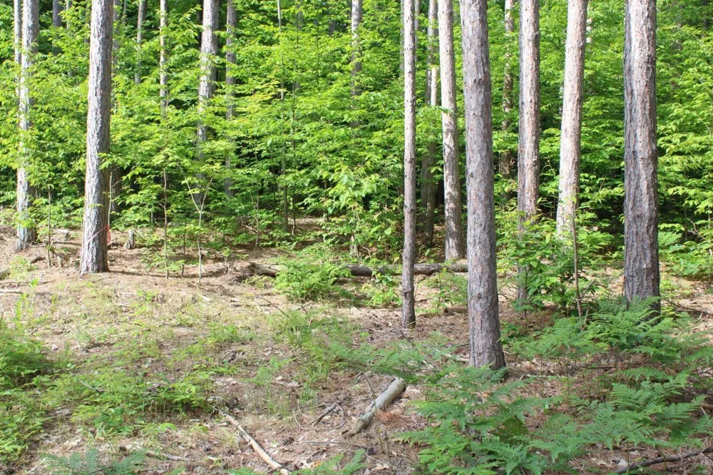 2750 NE Apple Creek Road Kalkaska Township, MI 49646