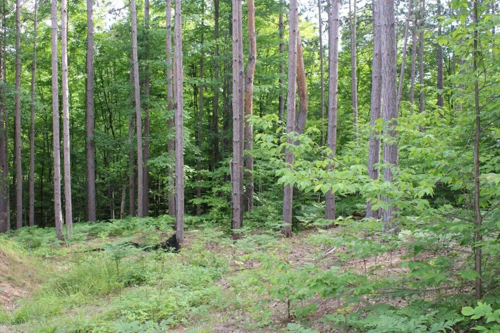 2750 NE Apple Creek Road Kalkaska Township, MI 49646