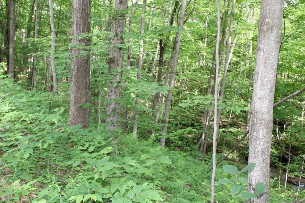2750 NE Apple Creek Road Kalkaska Township, MI 49646