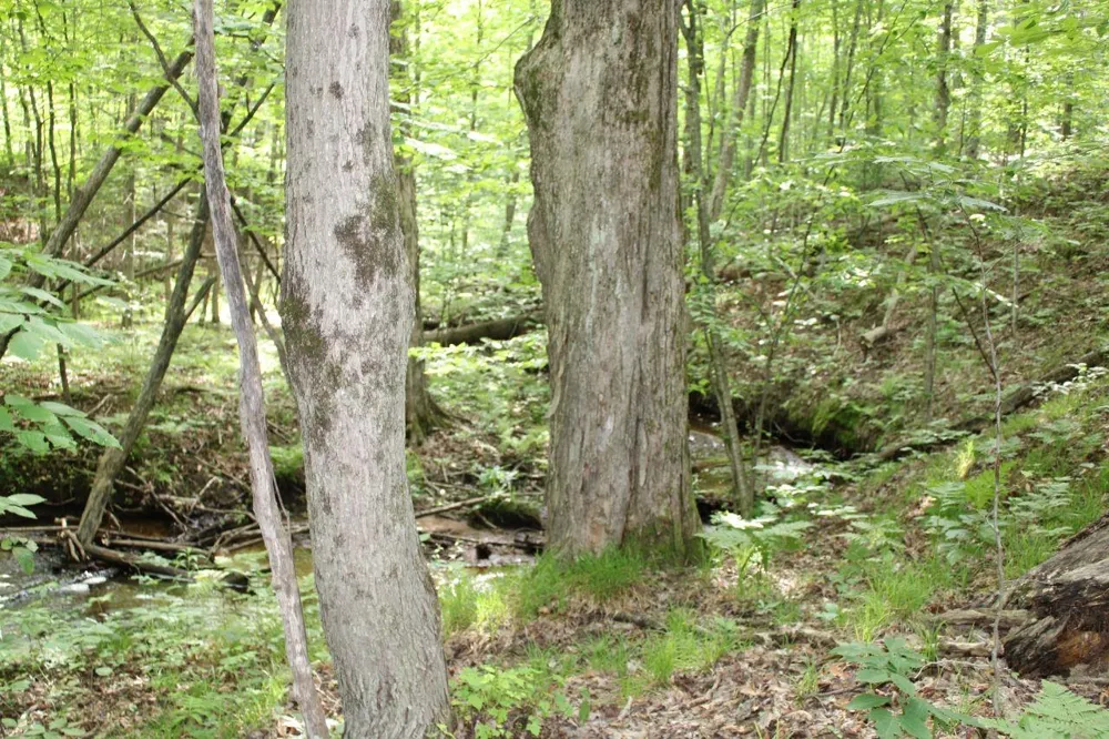 2750 NE Apple Creek Road Kalkaska Township, MI 49646