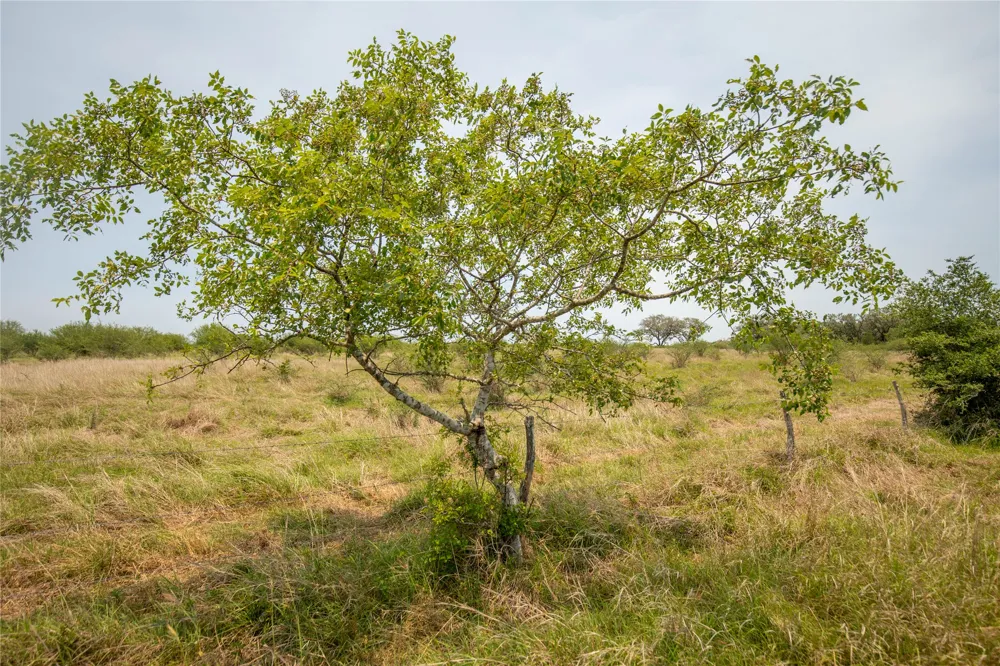 Green DeWitt Road Cuero, TX 77954