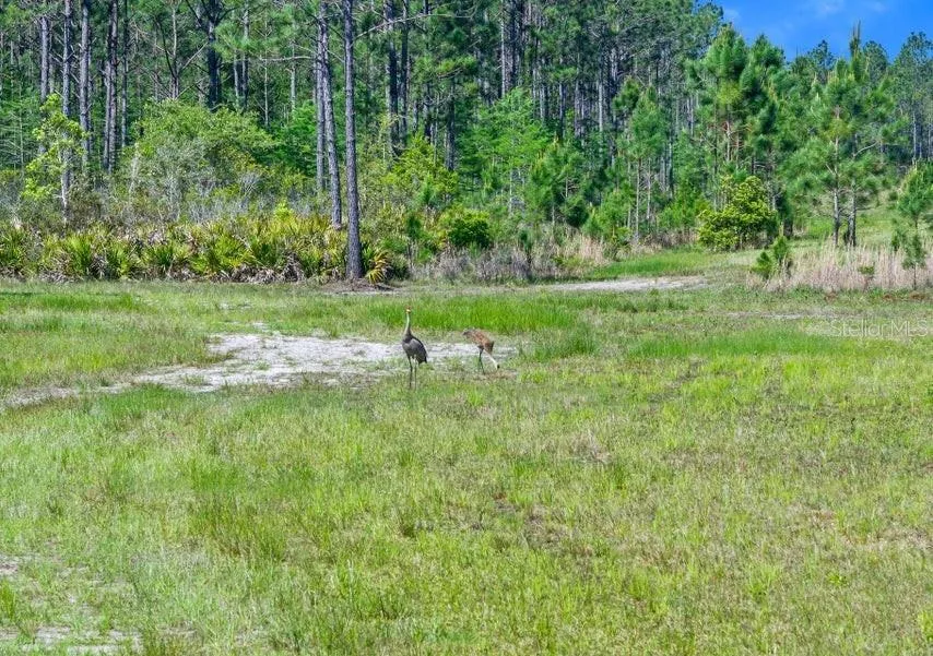 0 CARTER STREET Bunnell, FL 32110