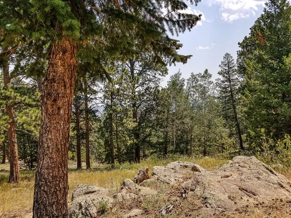 107 Miami Court Red Feather Lakes, CO 80545