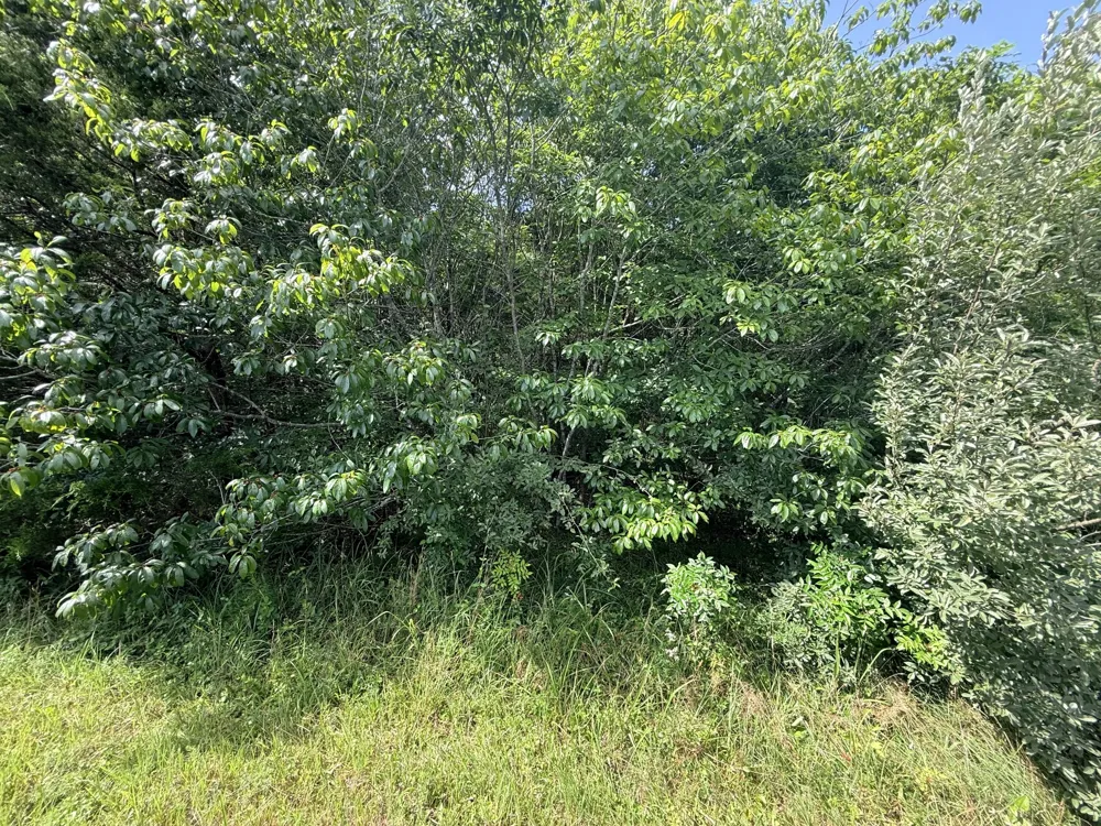 0 Ghea Manchester, TN 37355