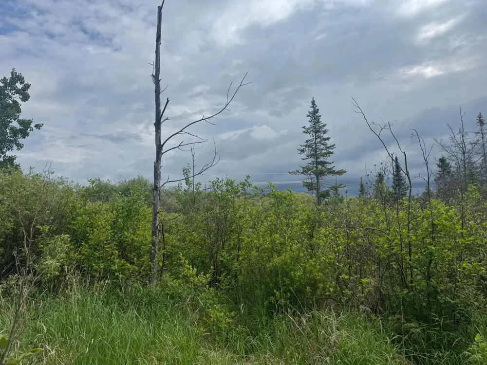 TBD Quaal Road Forbes, MN 55738