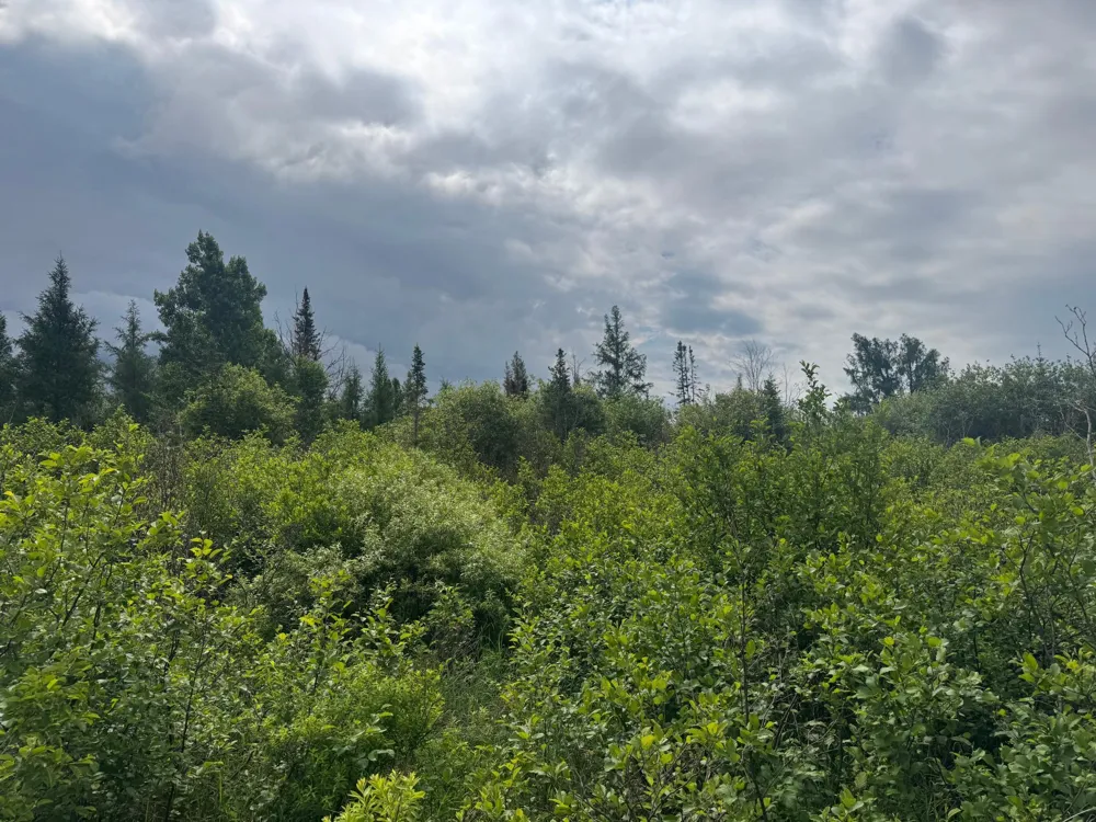 TBD Quaal Road Forbes, MN 55738