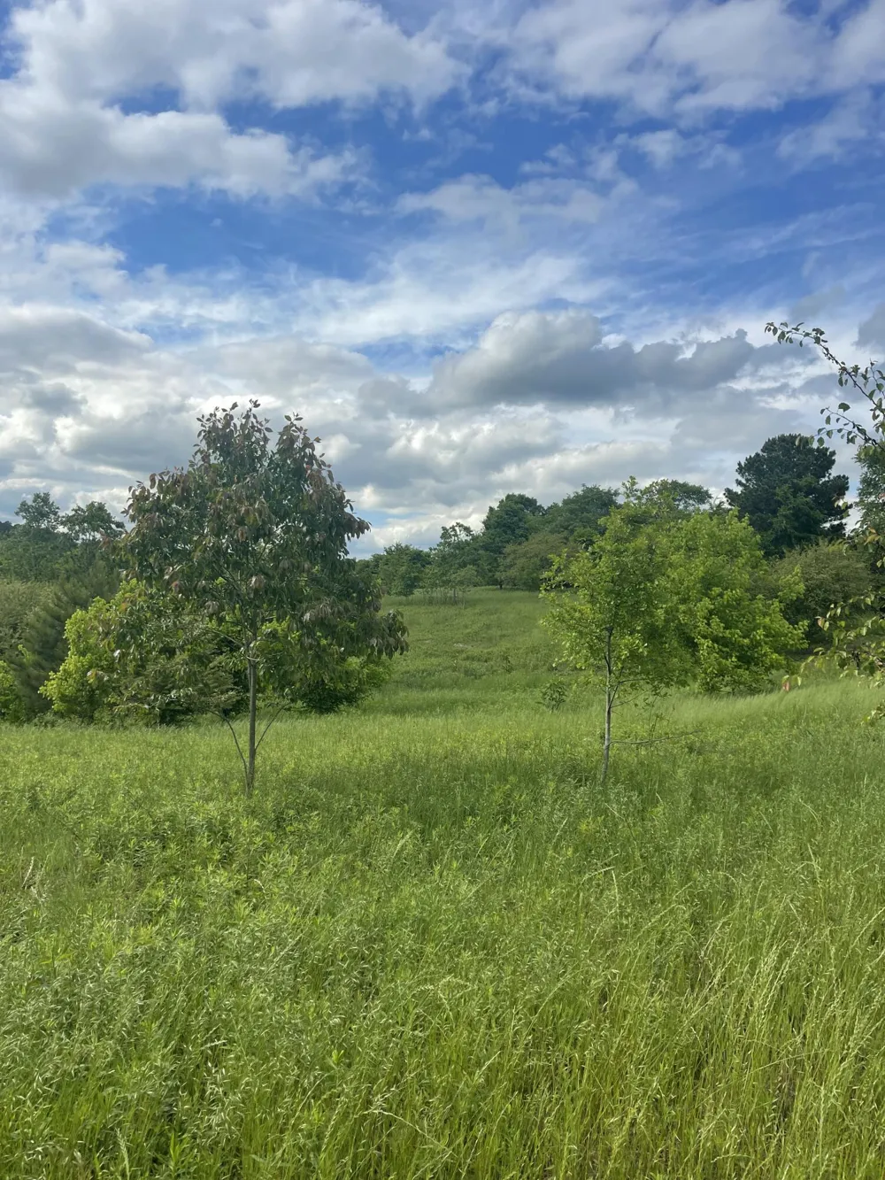 778 County Road 65 Collinsville, AL 35961