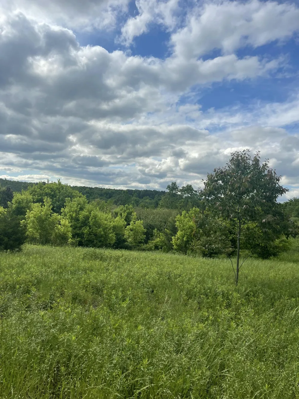 778 County Road 65 Collinsville, AL 35961