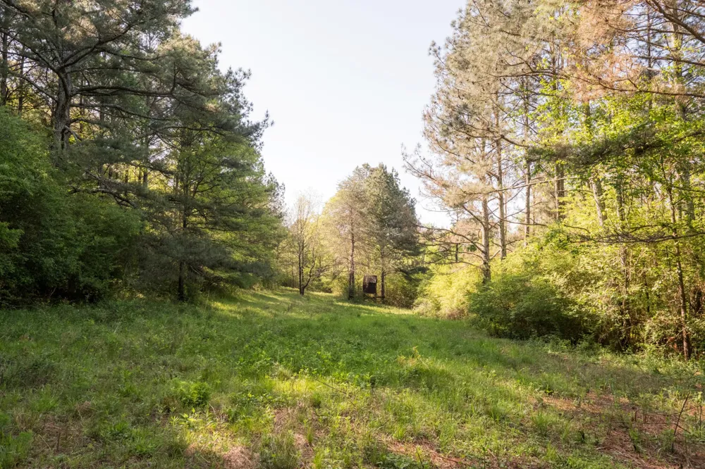 778 County Road 65 Collinsville, AL 35961