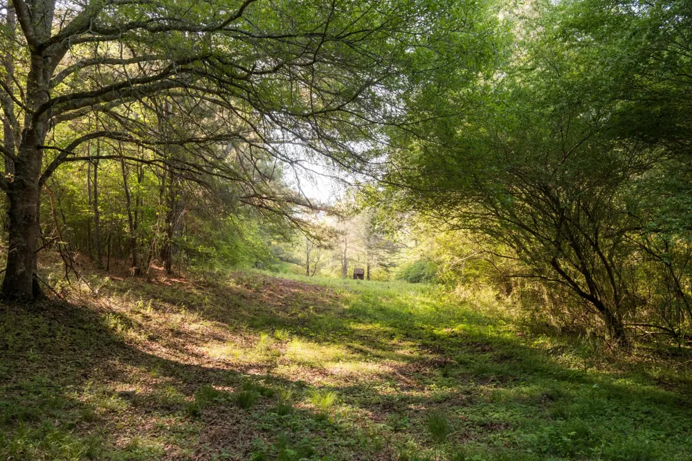 778 County Road 65 Collinsville, AL 35961