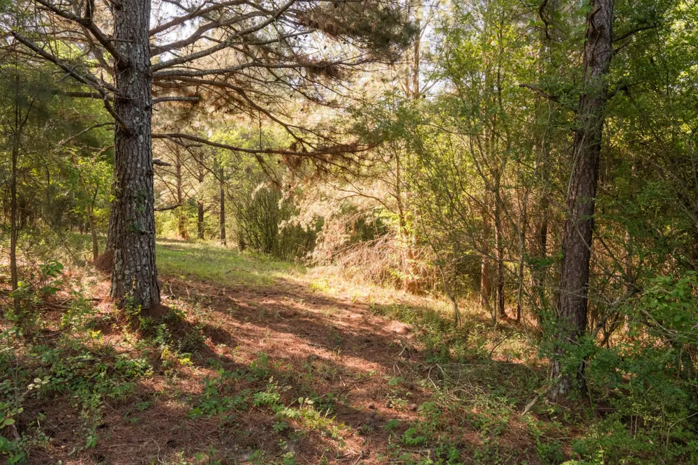 778 County Road 65 Collinsville, AL 35961