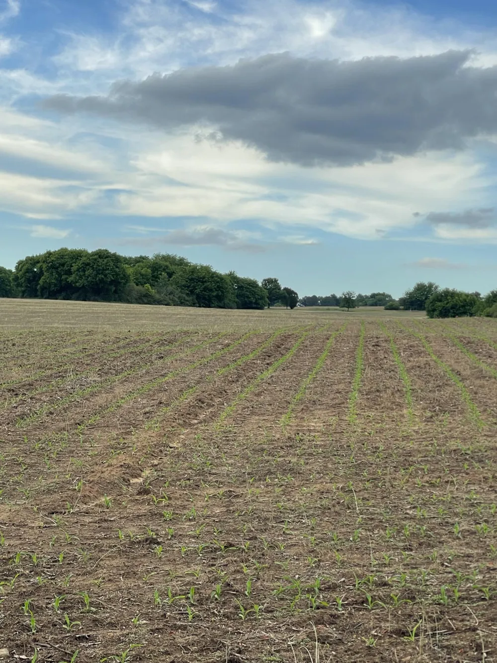 778 County Road 65 Collinsville, AL 35961
