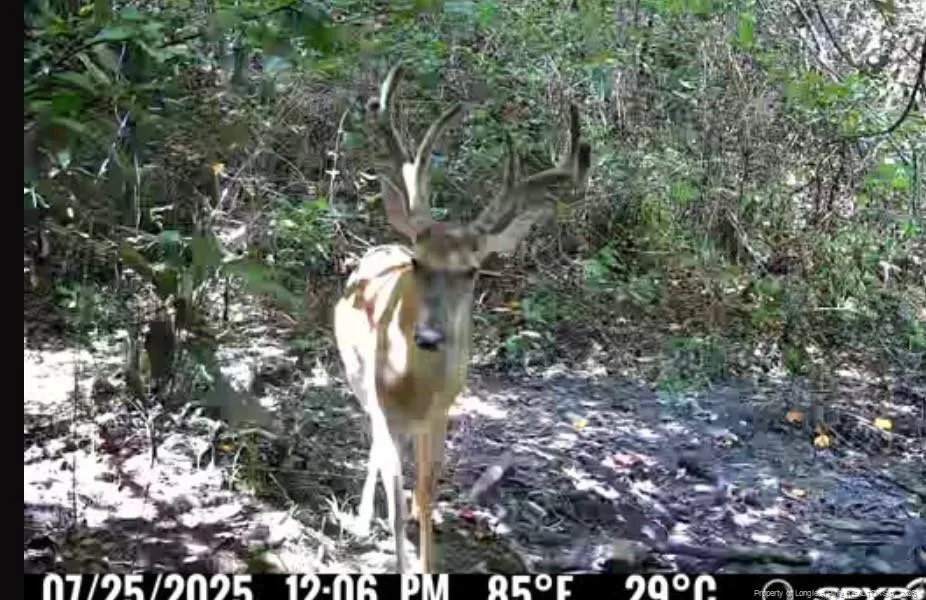 21181 Traders Road Laurel Hill, NC 28351