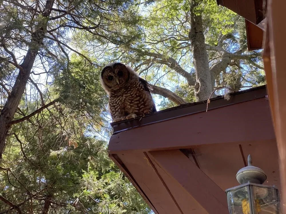 667 Dogwood Cyn Blue Jay, CA 92317
