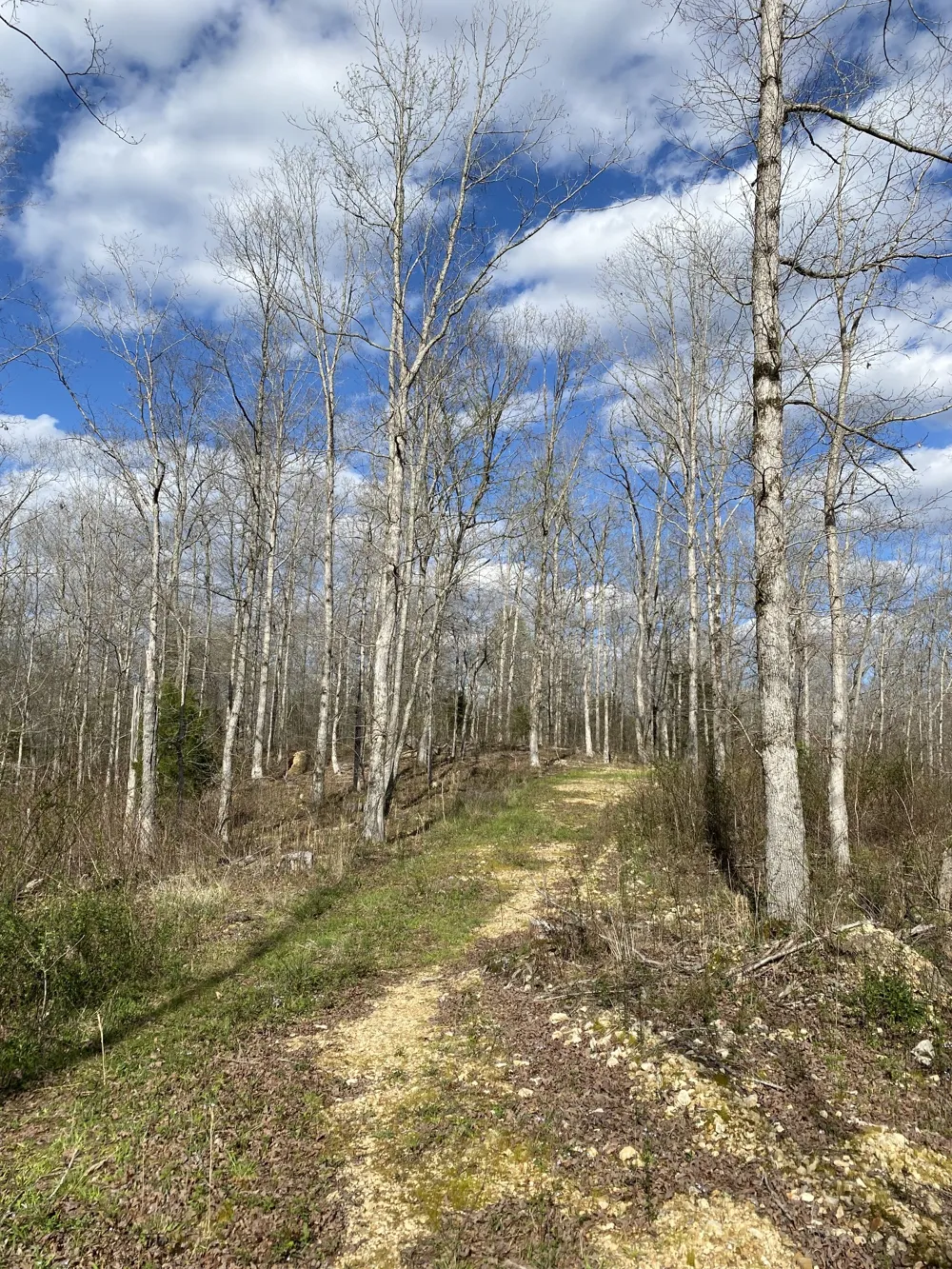 401 Napier Rd Hohenwald, TN 38462