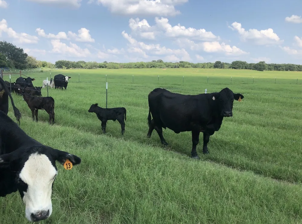 2110 County Road 362 Desdemona, TX 76445