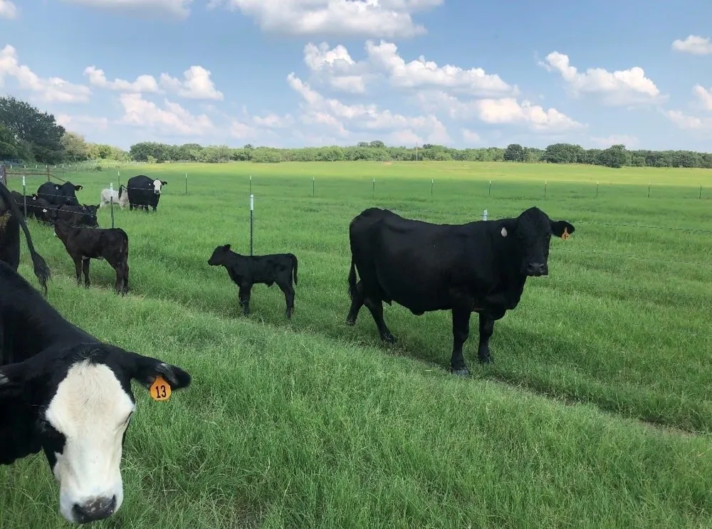 2110 County Road 362 Desdemona, TX 76445