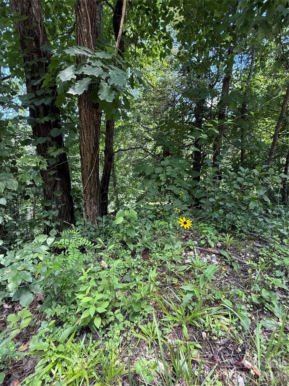1 Rixhaven Drive Saluda, NC 28773