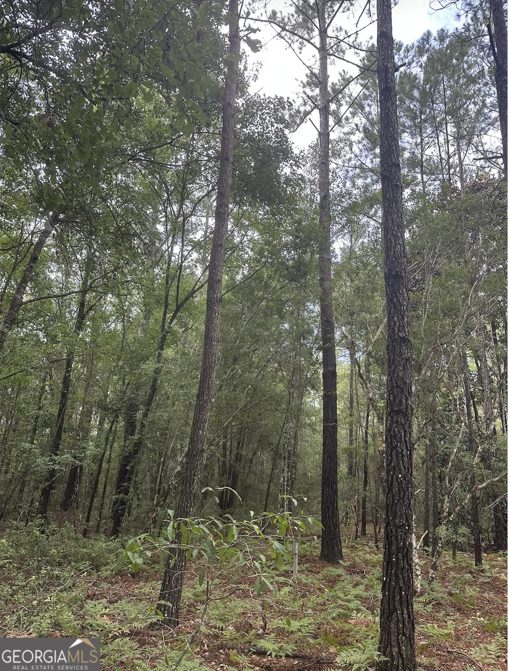V/L 1 Aberdeen DR Waverly, GA 31565