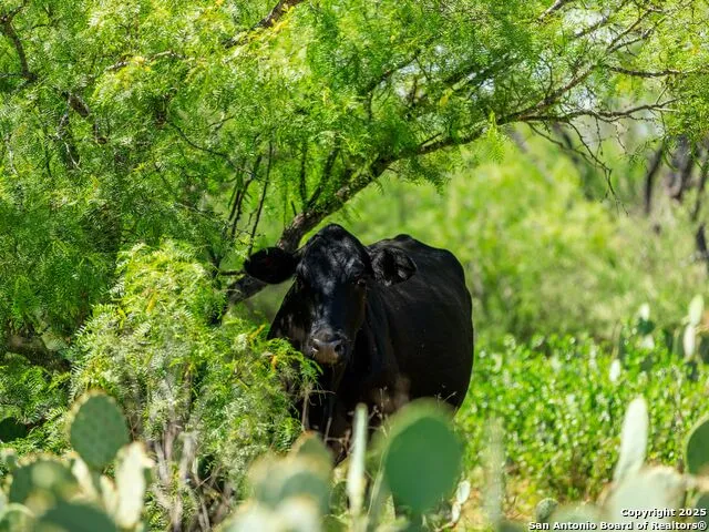200-236 FM 3252 Carrizo Springs, TX 78836
