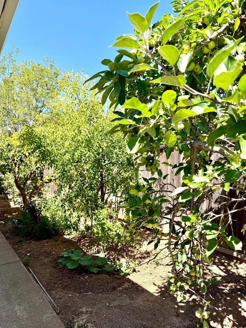 19959 Sea Gull Way Saratoga, CA 95070