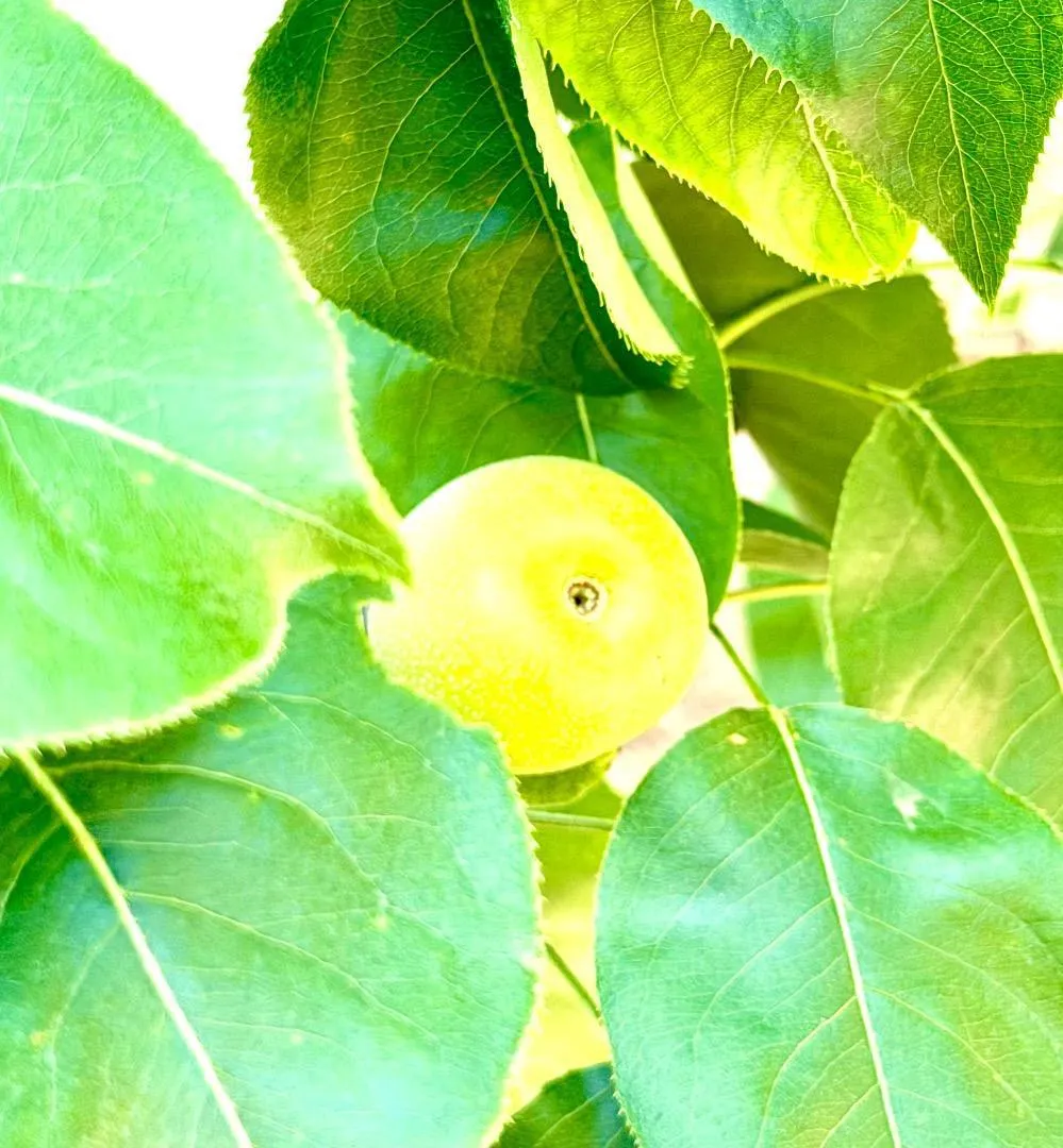 19959 Sea Gull Way Saratoga, CA 95070
