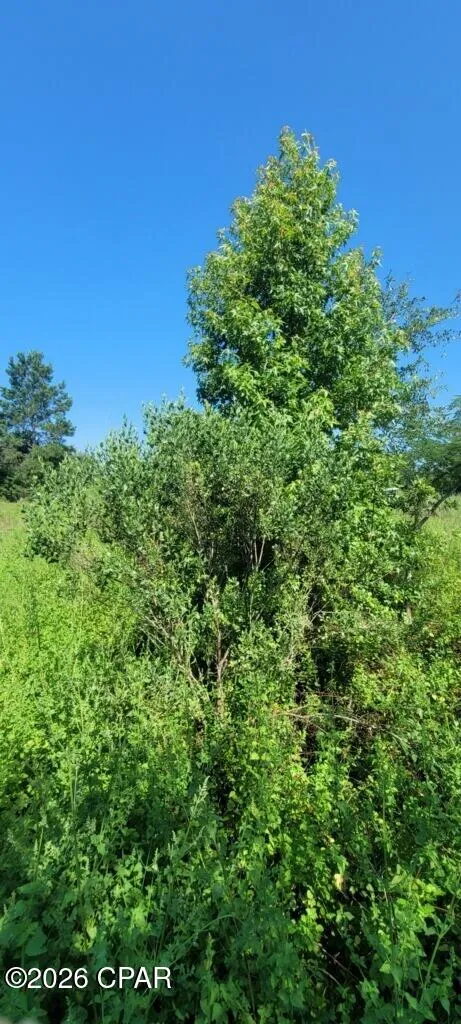 Suggs Attaway Road Clarksville, FL 32430