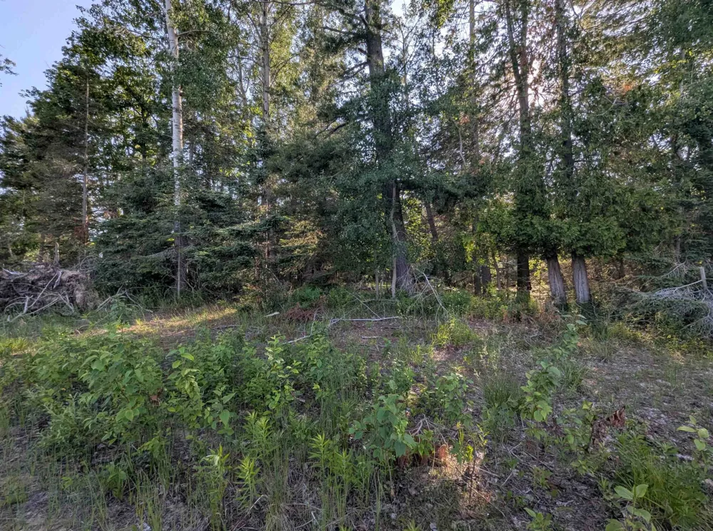 Lake Shore Drive Alcona Township, MI 48721