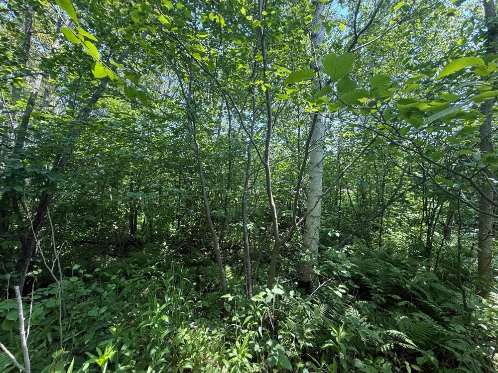 TBD Scenic Dr. Two Harbors, MN 55616
