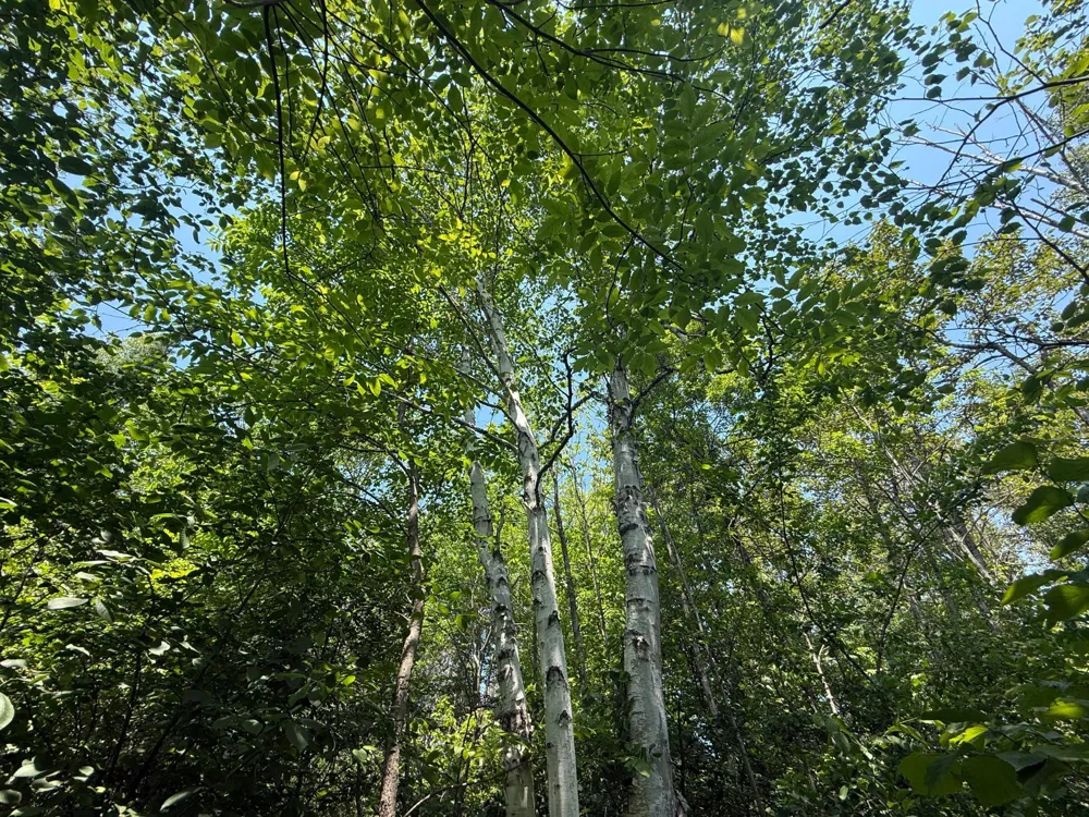 TBD Scenic Dr. Two Harbors, MN 55616