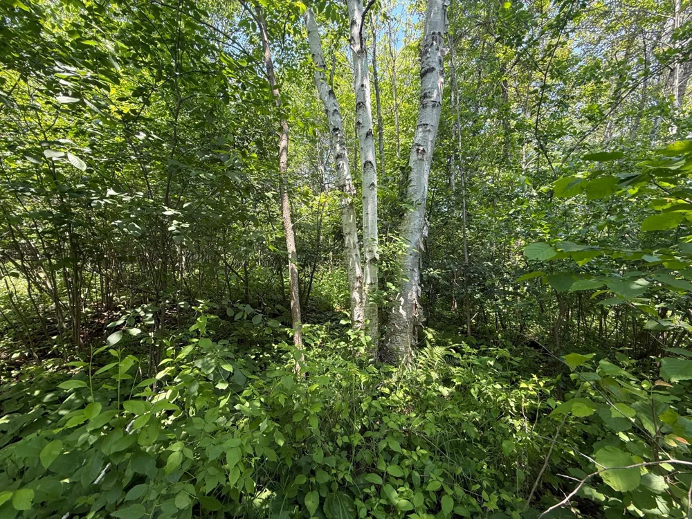 TBD Scenic Dr. Two Harbors, MN 55616