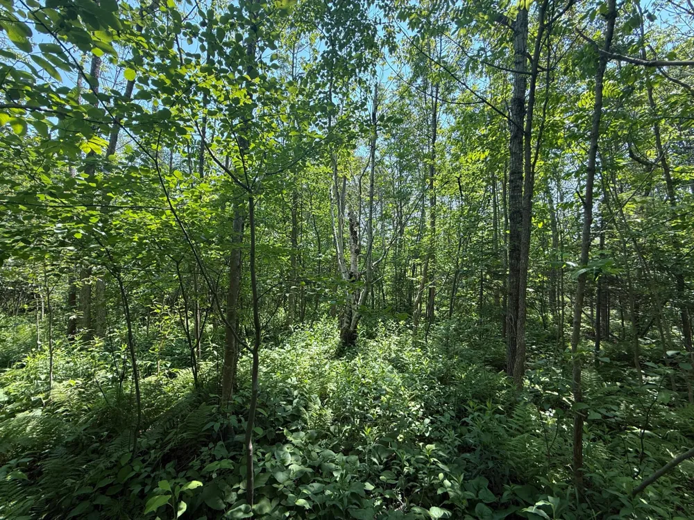 TBD Scenic Dr. Two Harbors, MN 55616