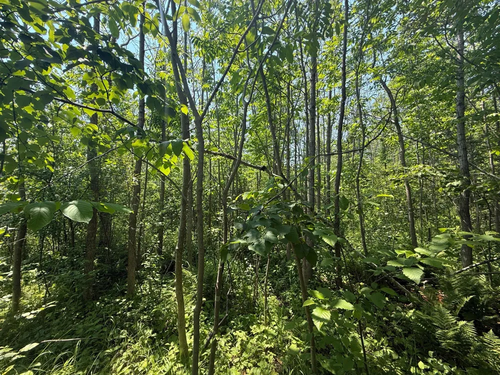 TBD Scenic Dr. Two Harbors, MN 55616