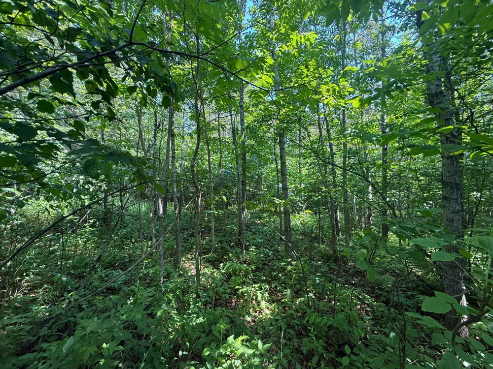 TBD Scenic Dr. Two Harbors, MN 55616