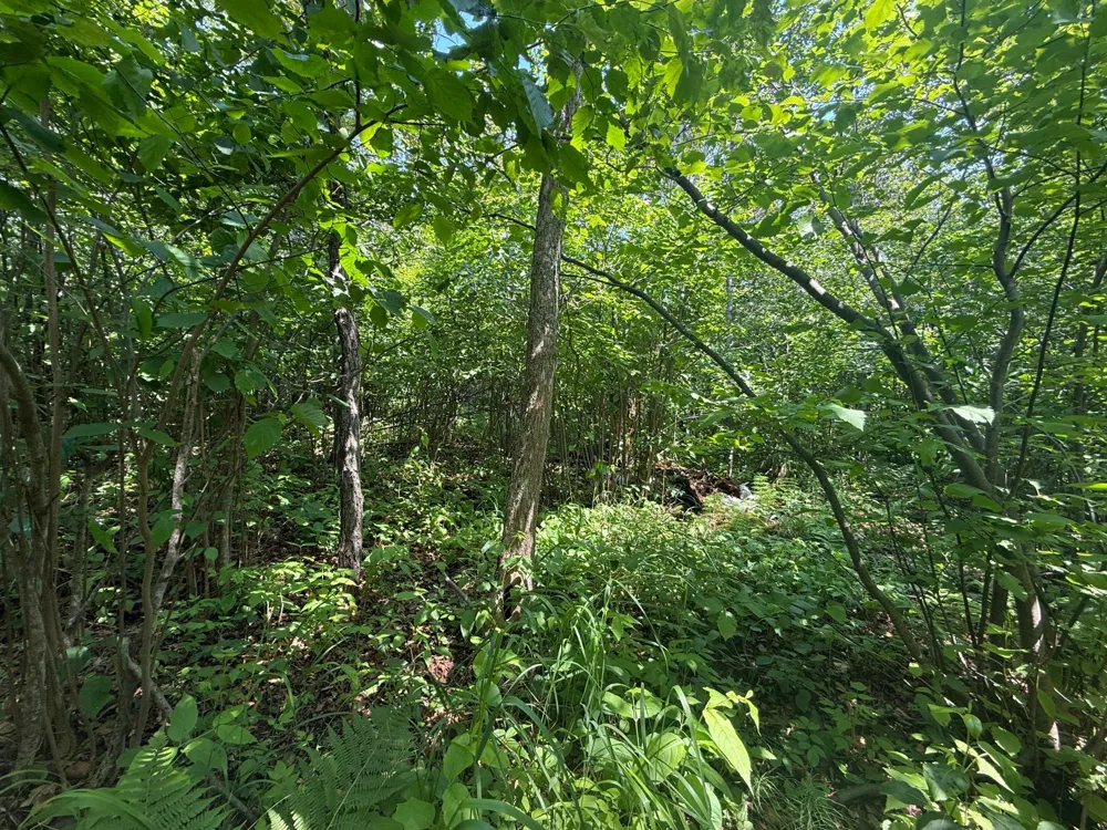 TBD Scenic Dr. Two Harbors, MN 55616