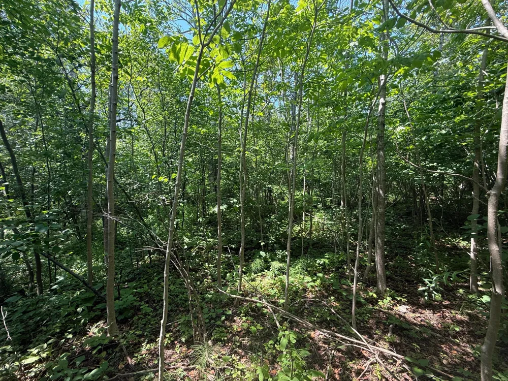 TBD Scenic Dr. Two Harbors, MN 55616
