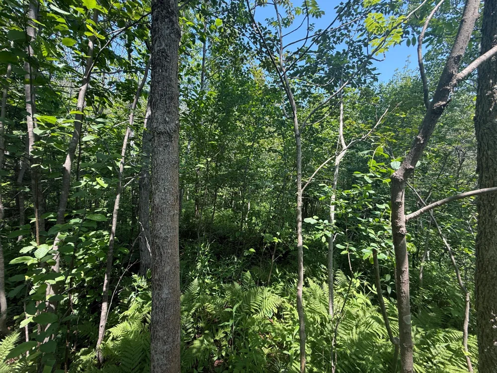 TBD Scenic Dr. Two Harbors, MN 55616