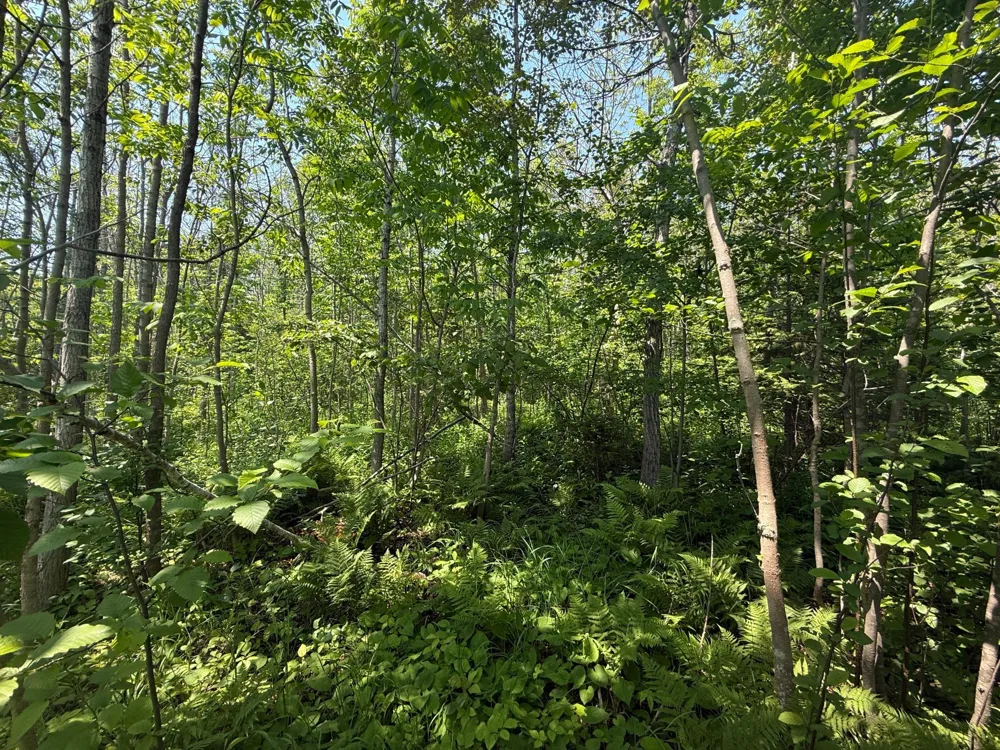 TBD Scenic Dr. Two Harbors, MN 55616