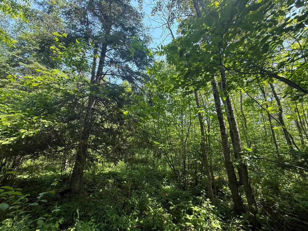 TBD Scenic Dr. Two Harbors, MN 55616