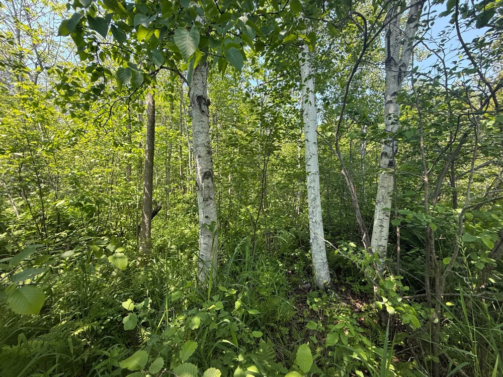 TBD Scenic Dr. Two Harbors, MN 55616